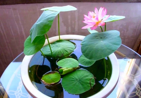 植物土栽水培都可以，5种常见的水培植物，你喜欢吗？(水培植物种土里能活吗)